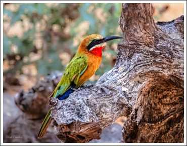 White-Fronted Bee Eater
South Africa